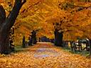 Autumn.jpg
