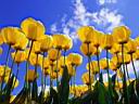 Tulips.jpg